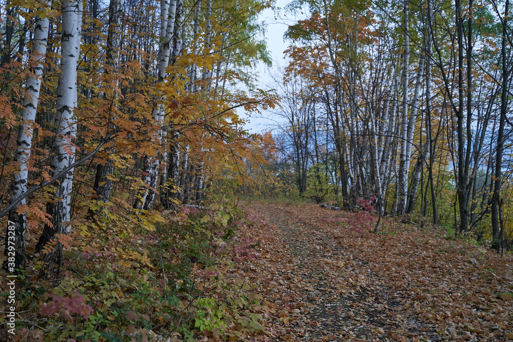 Autumn view from the mountain to the big river, in the forest with Golden leaves and green fir trees. Autumn time in the forest. Autumn view from the mountain to the big river, in the forest with Golden leaves and green fir trees. Autumn time in the forest.
