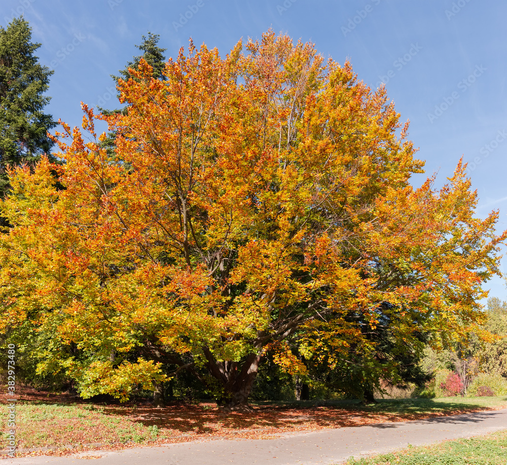 Old spreading branchy beech with autumn leaves in park Old spreading branchy beech with autumn leaves in park