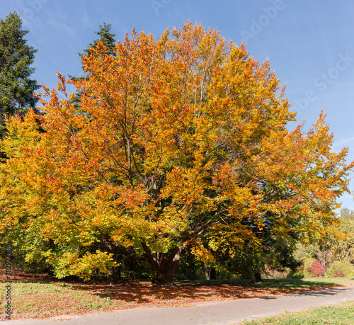 Old spreading branchy beech with autumn leaves in park