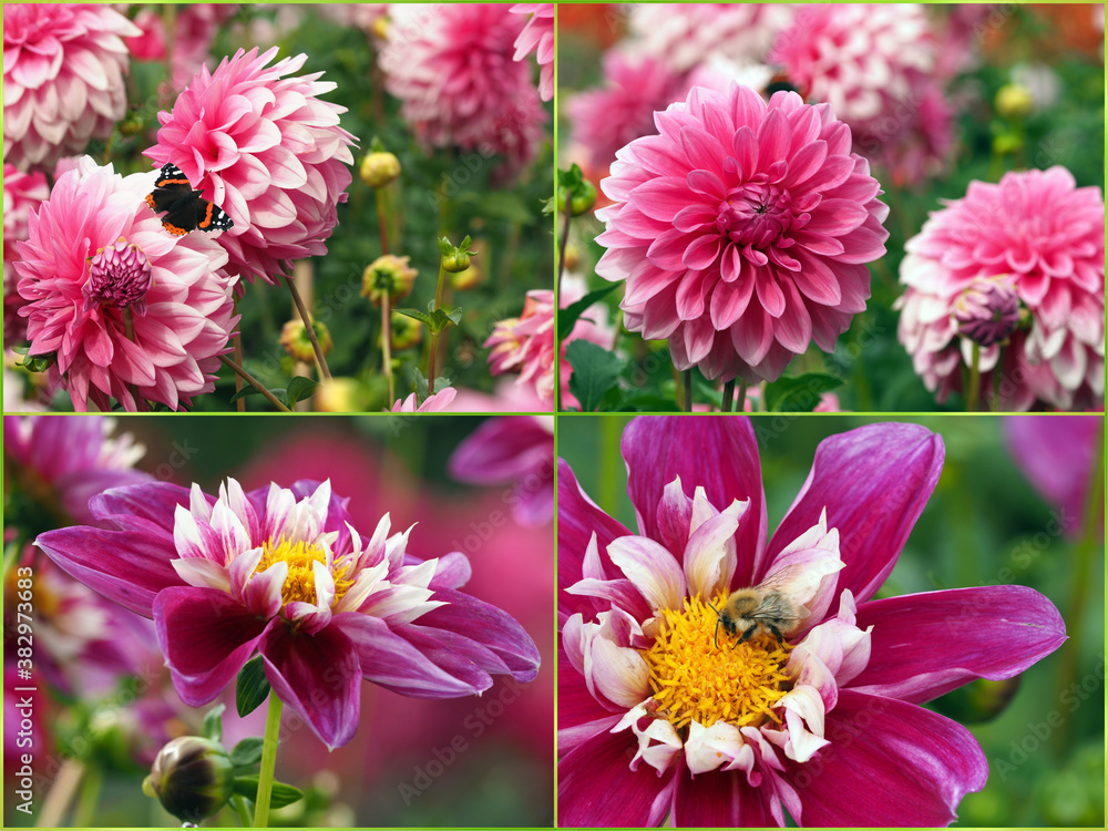 Obraz premium Dahlias