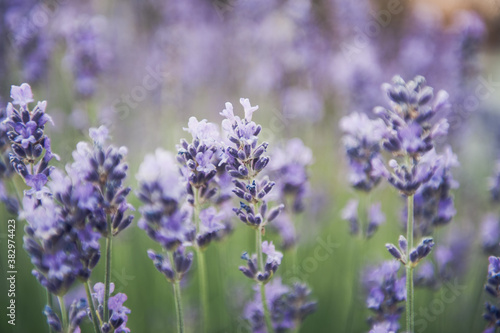 Lavendel in der Bl  tezeit. 