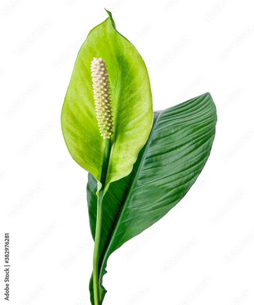 Spathiphyllum or Peace lily flower and leaf, Fresh white flower with