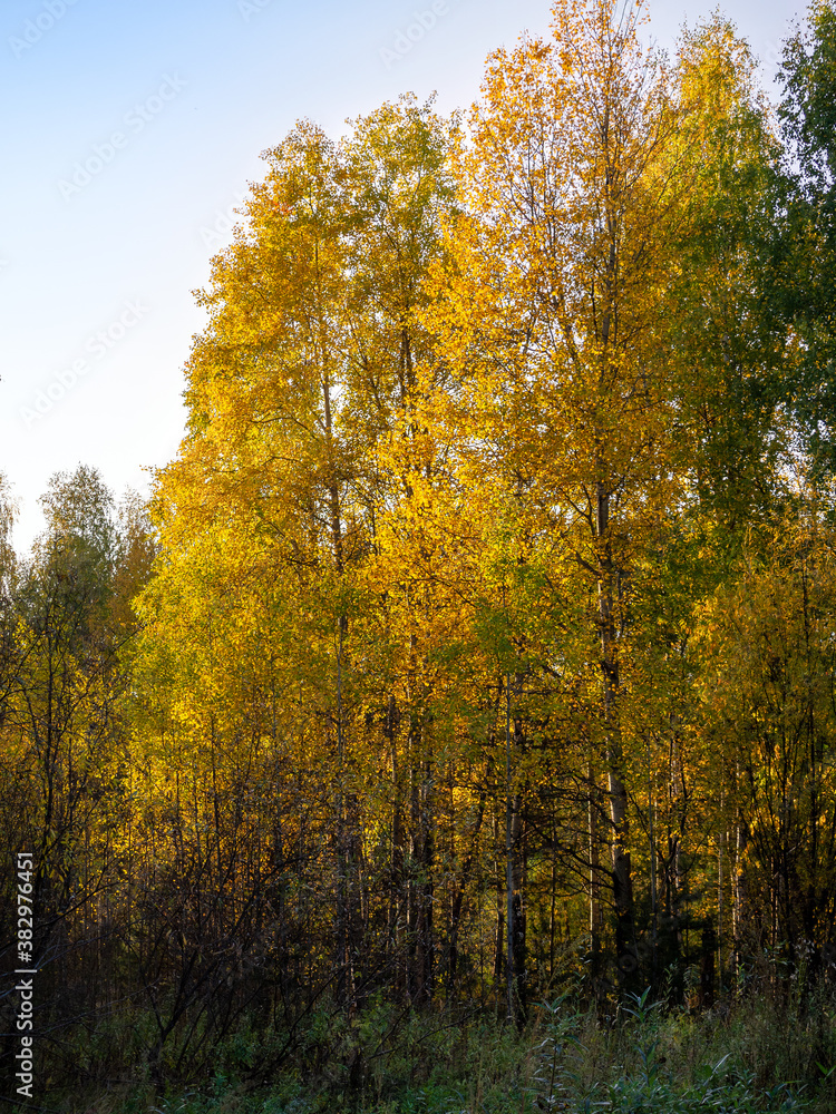 Slender birches with golden foliage grow in a deciduous forest. Bright autumn natural background with birches. Slender birches with golden foliage grow in a deciduous forest. Bright autumn natural background with birches.