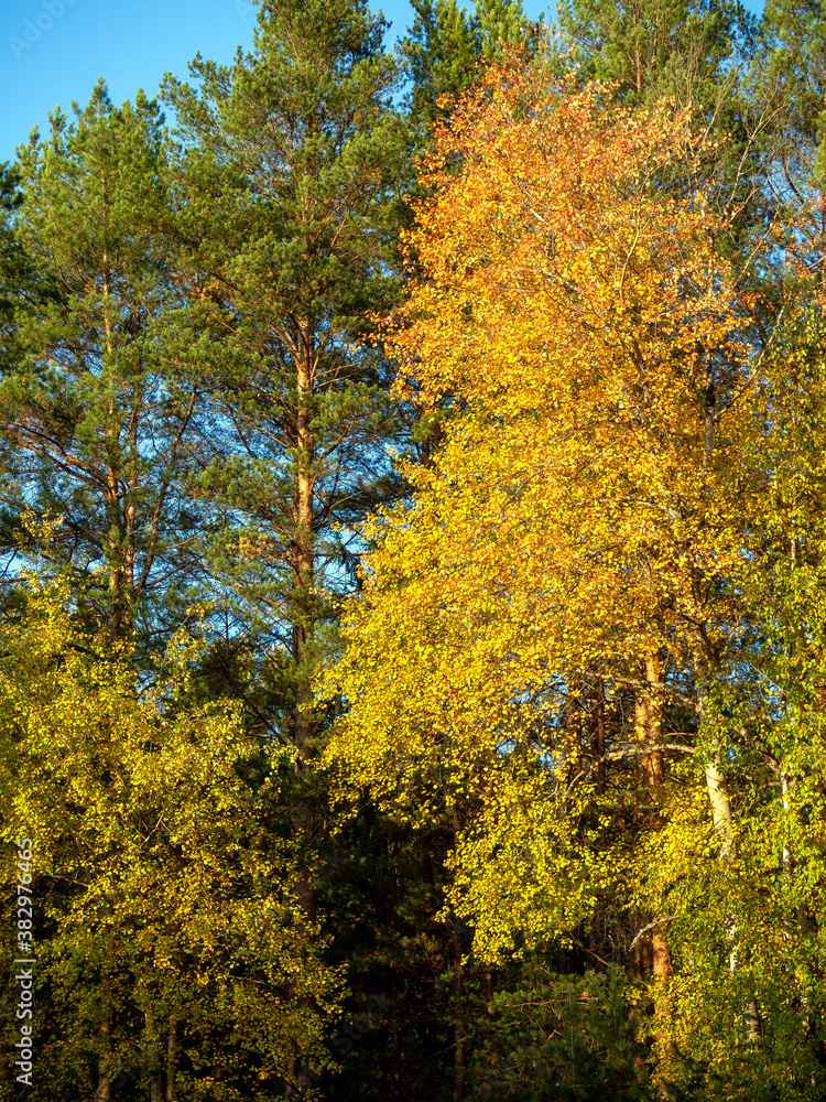 Bright forest autumn background with birches and pines. The yellow foliage of birches is illuminated by the sun and looks beautiful against the green background of pines. Bright forest autumn background with birches and pines. The yellow foliage of birches is illuminated by the sun and looks beautiful against the green background of pines.