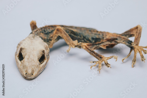 Dried dead small lizard showing its body skeleton isolated on white.