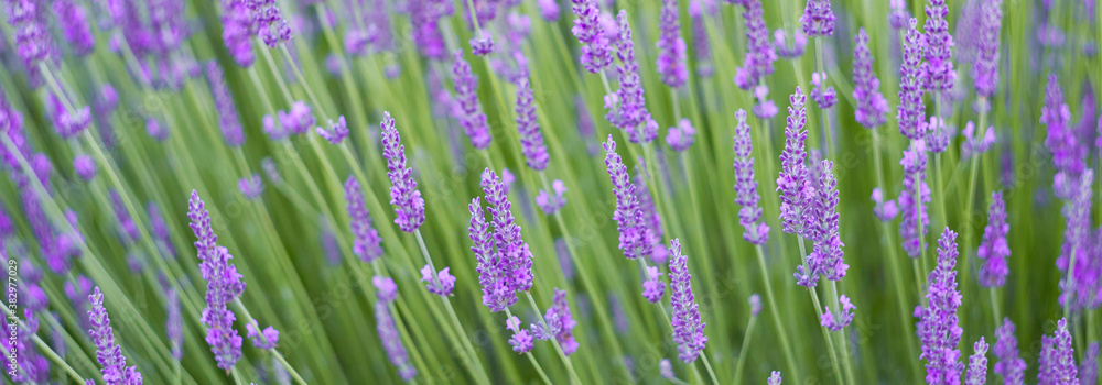 Naklejka premium Blooming violet lavender field on sunset sky.