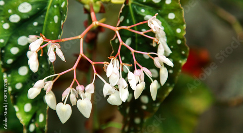 White begonia flowers looks like a heart is beautiful.