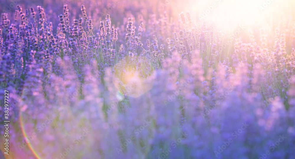 Fototapeta Blooming violet lavender field on sunset sky.