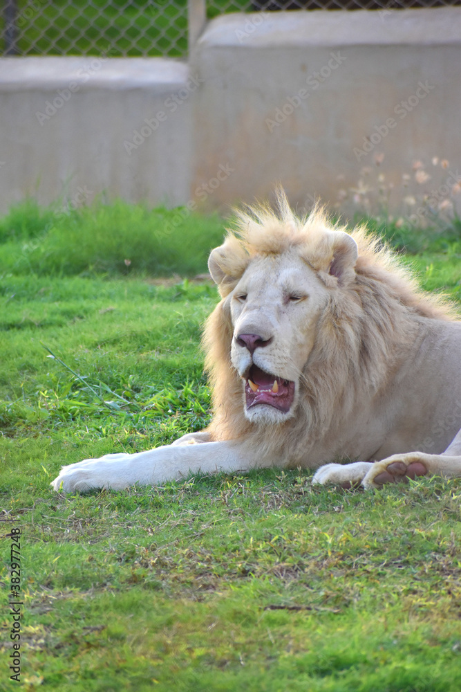 Male white lion lying down on a grass, beautiful male African white lion Male white lion lying down on a grass, beautiful male African white lion