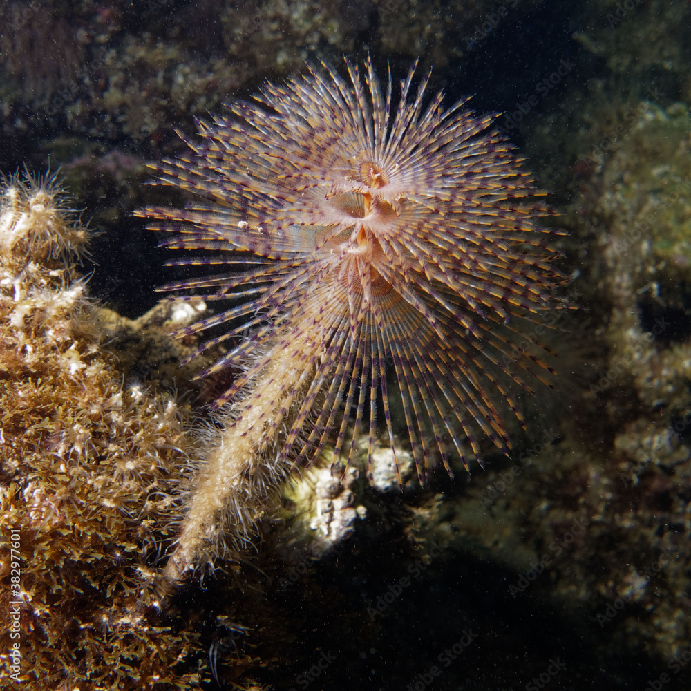 Spiral tube-worm (Sabella spallanzanii) in Mediterranean Sea, Spiral tube-worm (Sabella spallanzanii) in Mediterranean Sea,