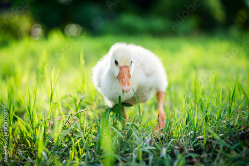 Bild auf Leinwand The yellow gosling walked to the grass, and the light shone from behind
