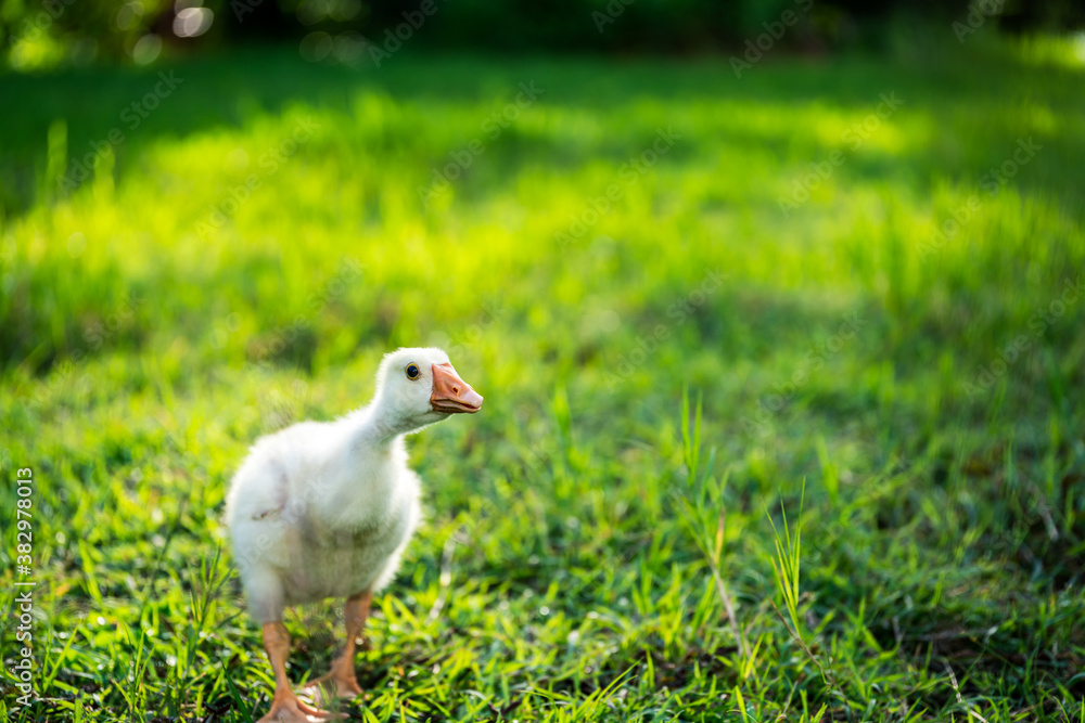 The yellow gosling walked to the grass, and the light shone from behind. The yellow gosling walked to the grass, and the light shone from behind.