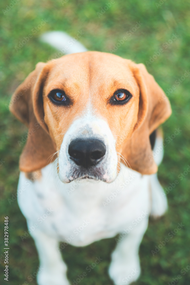 Beagle mirando al frente