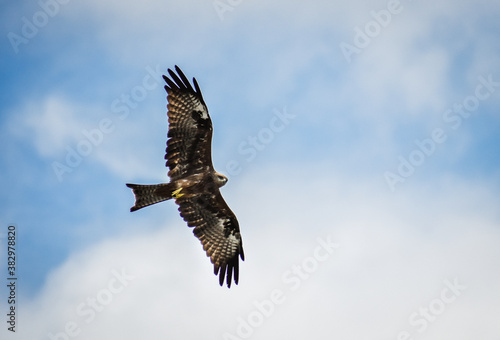 A Kite flying high in the sky 