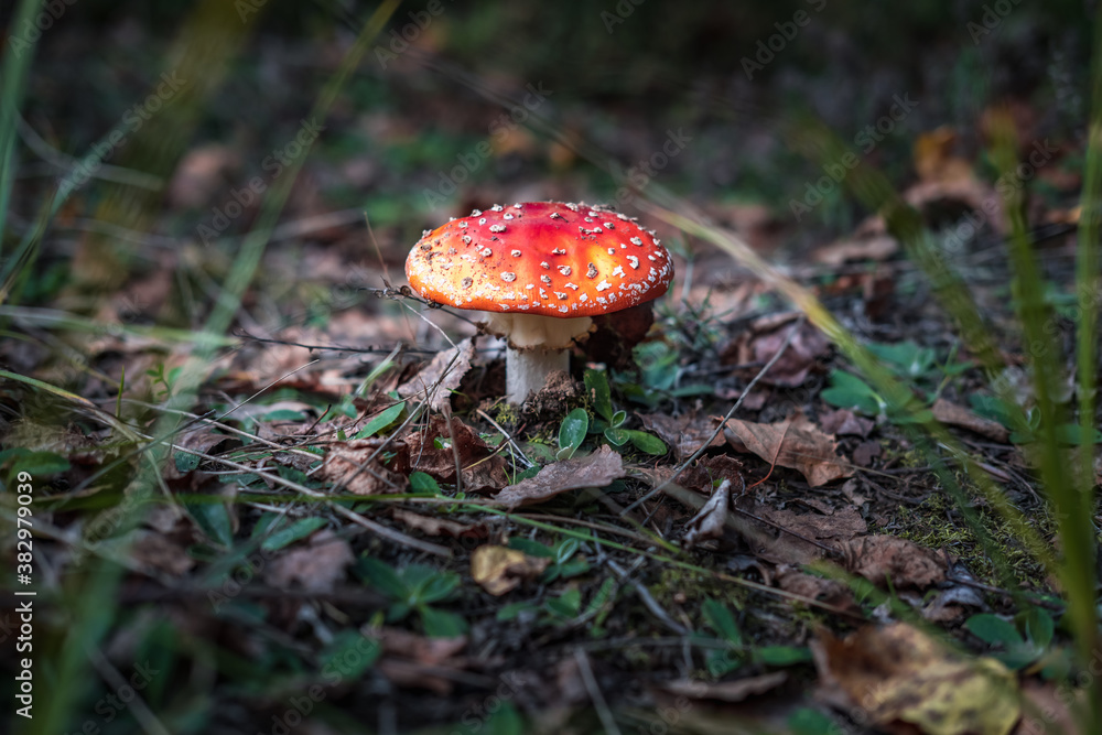 Amanita muscari. Toxic and hallucinogen beautiful red-headed mushroom Fly Agaric in grass on autumn forest background. source of the psycho-active drug Muscarine Amanita muscari. Toxic and hallucinogen beautiful red-headed mushroom Fly Agaric in grass on autumn forest background. source of the psycho-active drug Muscarine