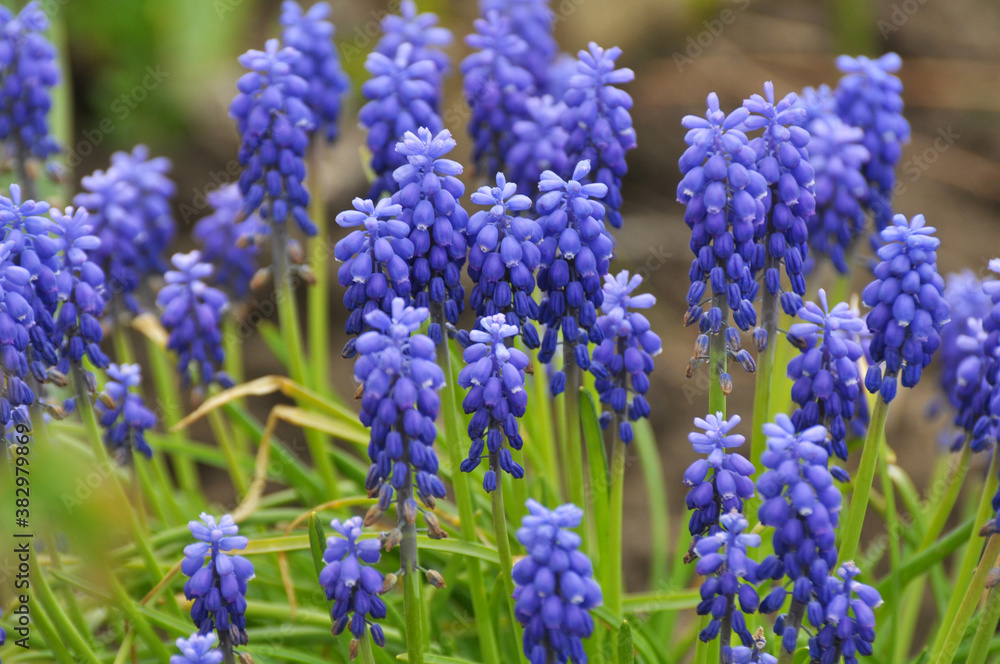 Muscari blooms in the flowerbed Muscari blooms in the flowerbed