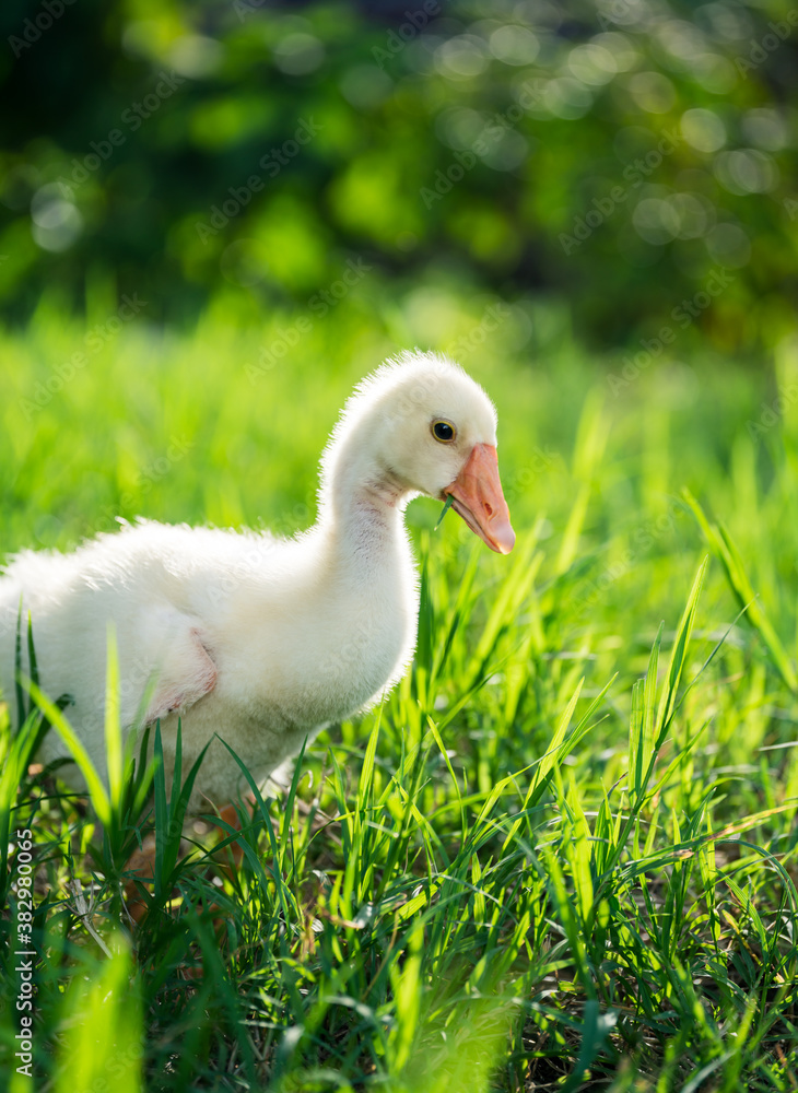 Obraz premium The yellow gosling walked to the grass, and the light shone from behind.