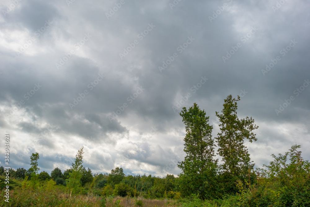 The edge of a lake in a green windy rainy wetland in spare sunlight under a grey white cloudy sky in autumn, Almere, Flevoland, The Netherlands, October 4, 2020 The edge of a lake in a green windy rainy wetland in spare sunlight under a grey white cloudy sky in autumn, Almere, Flevoland, The Netherlands, October 4, 2020
