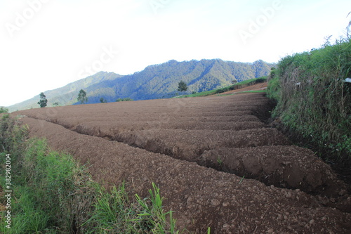 morning view of carrot garden on the hill. agriculture in the highlands of Indonesia
