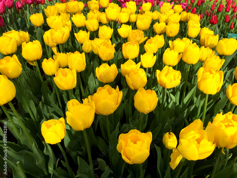 tulips blossom in the beautiful garden at spring time, North Holland Netherlands tulips blossom in the beautiful garden at spring time, North Holland Netherlands