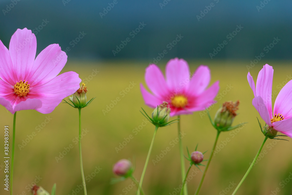 コスモスと秋の稲穂