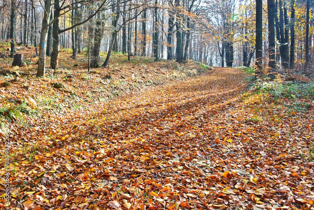 Dry leaves on the ground in a autumn forest. Selective focus. Blurred autumn nature background. Dry leaves on the ground in a autumn forest. Selective focus. Blurred autumn nature background.