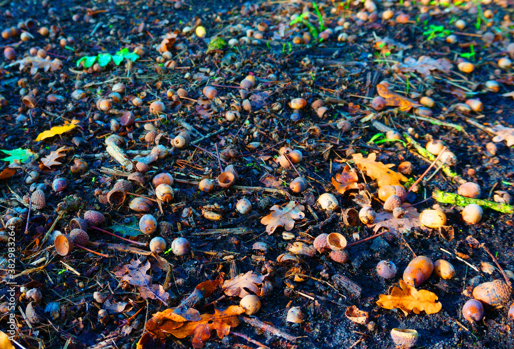 Eicheln und Laub auf dem Asphalt. Der Herbst beginnt.