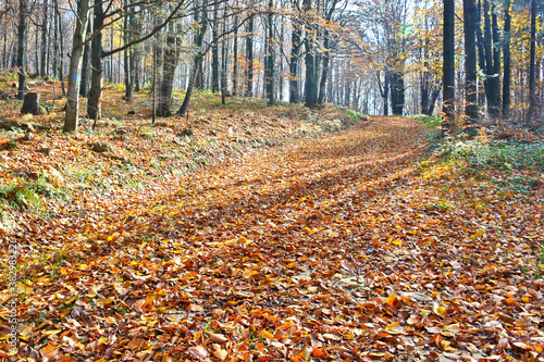 Dry leaves on the ground in a autumn forest. Selective focus. Blurred autumn nature background.