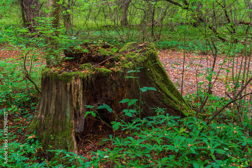 Old tree stump in the forest