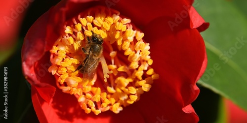 abeille dans une fleur de camélia