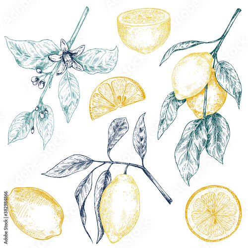 Vector collection of hand drawn fresh lemon tree branches, fruits and flowers.