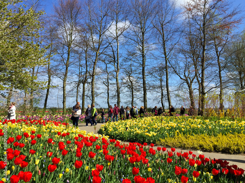 tulips blossom in the beautiful garden at spring time, North Holland Netherlands