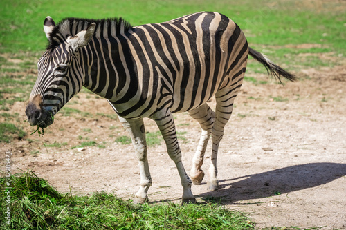 Closeup of zebra at the zoo