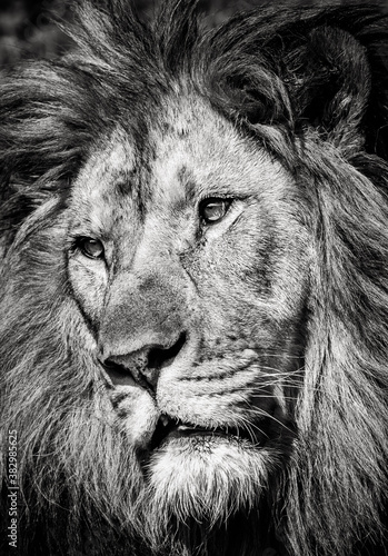 Fototapeta Naklejka Na Ścianę i Meble -  Black and white portrait of a mighty lion with a calm face expression