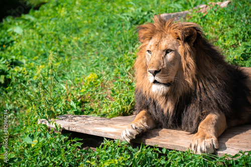 Fototapeta Naklejka Na Ścianę i Meble -  A lion lying on the wooden log among grass with a calm face expression