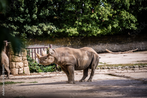 Big mighty rhino standing in his enclosure in the zoo