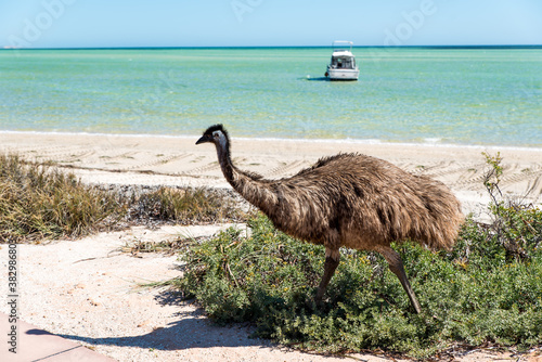 Young emu bird in natural habitat, Western Australia. Wild emu walking on a sandy beach on a sunny day