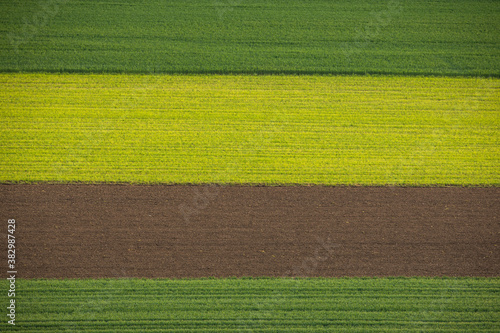 Spring in Nature - sunrise field grain landscape of different colored fields