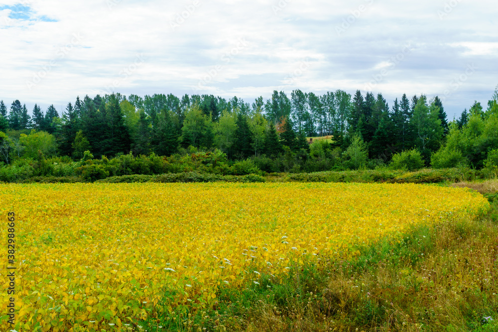 Countryside and a yellow field near Bideford, PEI