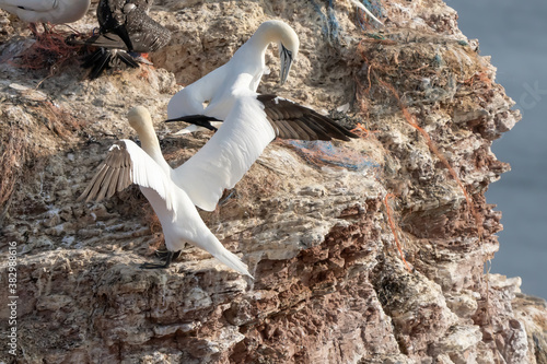 Northern gannet with spreadout wings landing near his mate in a breeding colony at cliffs of Helgoland island, Germany photo