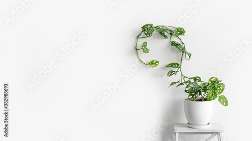 Beautiful plant Monstera Monkey Mask in a white pot stands on a white pedestal on a white background. Houseplant Monstera obliqua on a white background photo