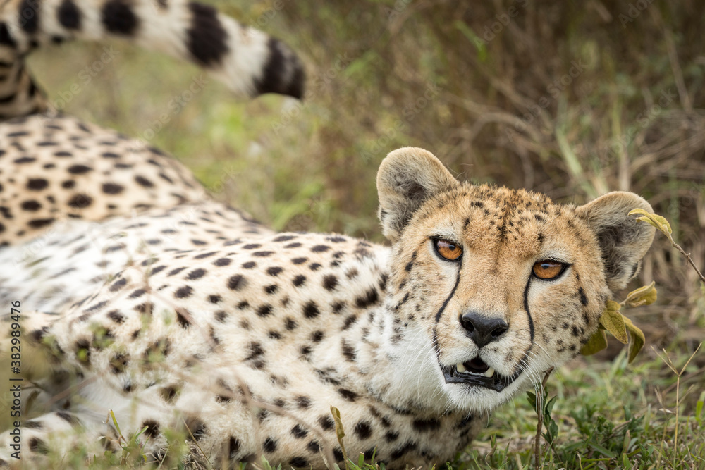 Cheetah close up on face in Ndutu in Tanzania Cheetah close up on face in Ndutu in Tanzania