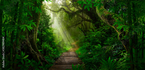 Fototapeta Naklejka Na Ścianę i Meble -  Tropical jungles of Southeast Asia in august