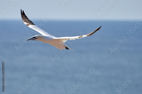 A single white and yellow gannet flies through the sky  blue  gray sea in background