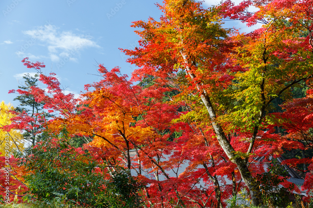 日本の秋の風景
