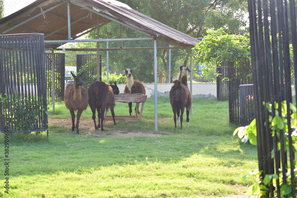 Fototapeta premium Lama in captivity. Lama in zoo