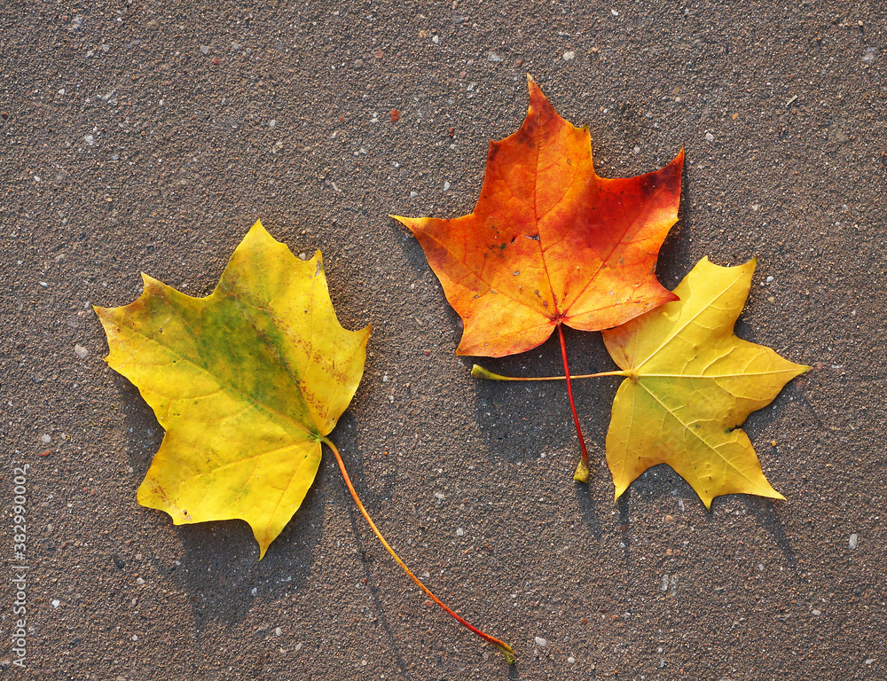 autumn, yellow, orange, brown leaves of the maple on the ground, road autumn, yellow, orange, brown leaves of the maple on the ground, road