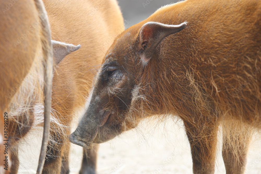 Fototapeta premium アカカワイノシシ