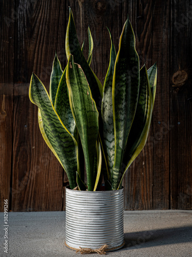 Interior decoration and houseplant care concept. Sansevieria trifasciata prain or snake plant in metallic flower pot isolated on rustic wooden background photo
