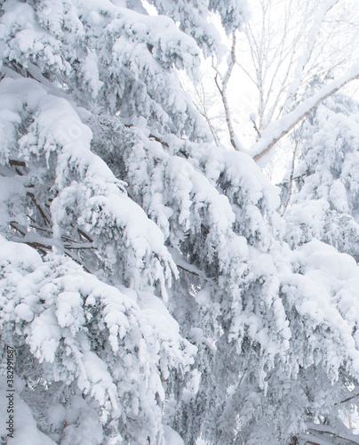 winter snow tree cold landscape